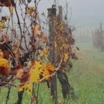 Honest Wines- Wine tasting at Cantina Biagiotti - The Guided Tour: From Vineyard to Cellar