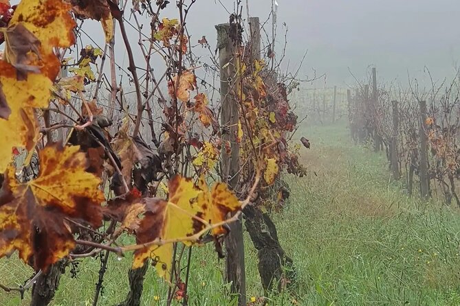 Honest Wines- Wine tasting at Cantina Biagiotti - The Guided Tour: From Vineyard to Cellar