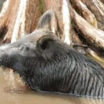 Honey Island Swamp and Bayou Boat Tour with Transportation - Departure Details and Transportation from New Orleans