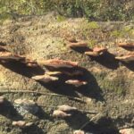 Honey Island Swamp Kayak Tour - Experience the Unique Water Trail in Honey Island Swamp