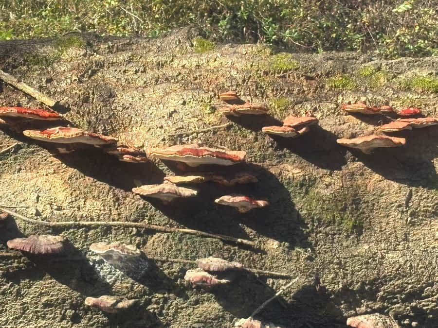 Honey Island Swamp Kayak Tour - Experience the Unique Water Trail in Honey Island Swamp