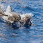 Honokohau: Kona Snorkel and Sail with Drinks and Snacks - The Catamaran: Spacious and Well-Equipped