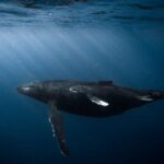 Honolulu: Discover Scuba Diving Experience - Honolulus Marine Environment and Dive Locations