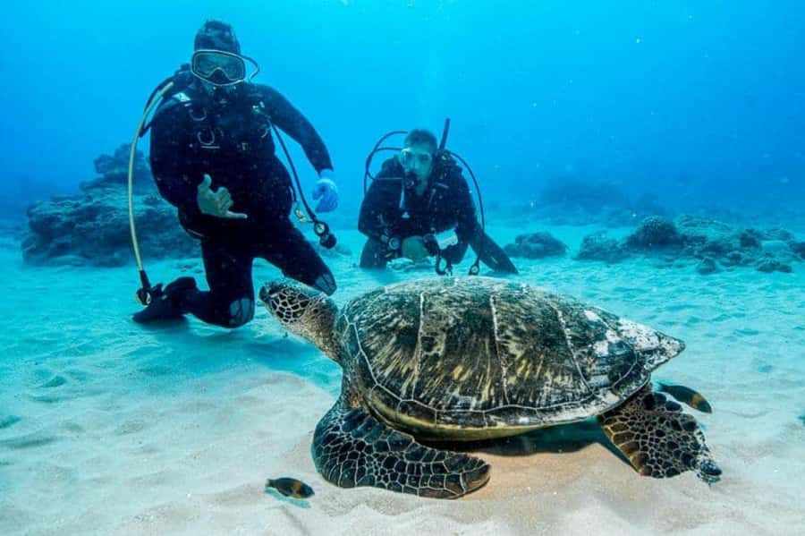 Honolulu: Discover Scuba Diving Experience with Gear - Learning Basic Scuba Skills with a PADI Professional