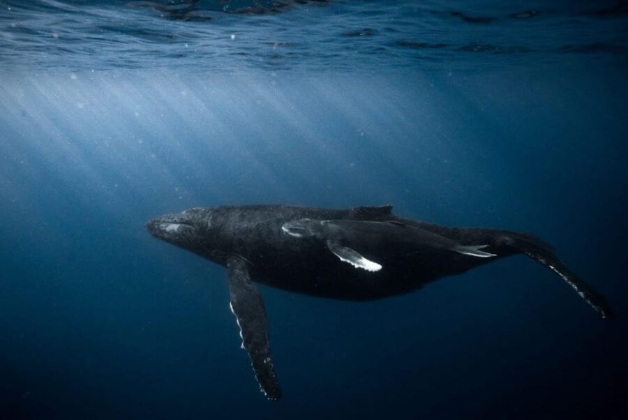 Honolulu: Discover Scuba Diving Experience - Honolulus Marine Environment and Dive Locations