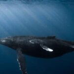 Honolulu: Scuba Diving for Certified Divers - Meeting in Honolulu for a Certified Diver’s Underwater Adventure