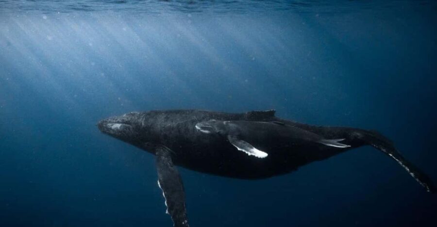 Honolulu: Scuba Diving for Certified Divers - Meeting in Honolulu for a Certified Diver’s Underwater Adventure