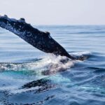 Honolulu: Small-Group Whale Watching Raft Adventure - Departure Point and Small-Group Experience at Pier A