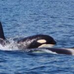 Hoonah: Whale Watching Cruise - The Scenic Waters of Glacier Bay and Icy Strait