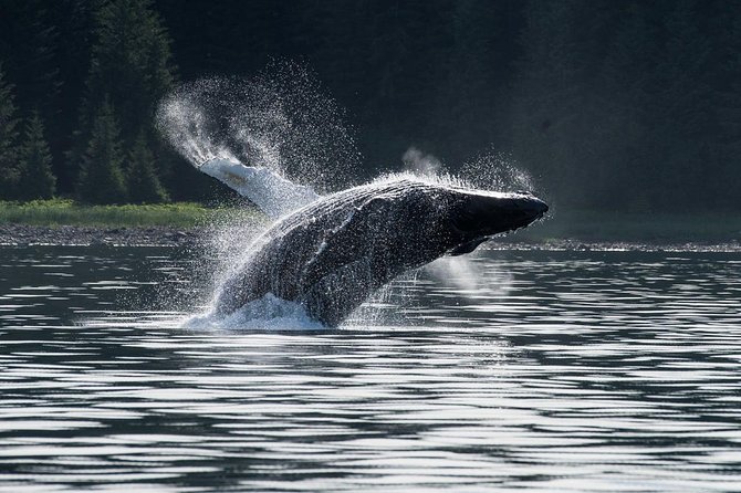 Hoonah Whale-Watching Cruise - Near Icy Strait Point - Wildlife You’re Likely to See: Whales, Seals, and Eagles