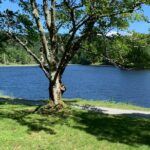 Horse and Carriage Ride through Moses H. Cone Park - Meet Chad and Other Knowledgeable Guides