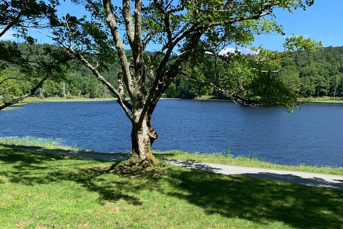 Horse and Carriage Ride through Moses H. Cone Park - Meet Chad and Other Knowledgeable Guides
