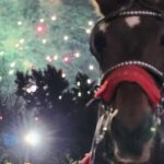 Horse Carriage Ride at Rockefeller Center & Times Square - Starting Point at Central Park’s 7th Avenue & West 59th Street