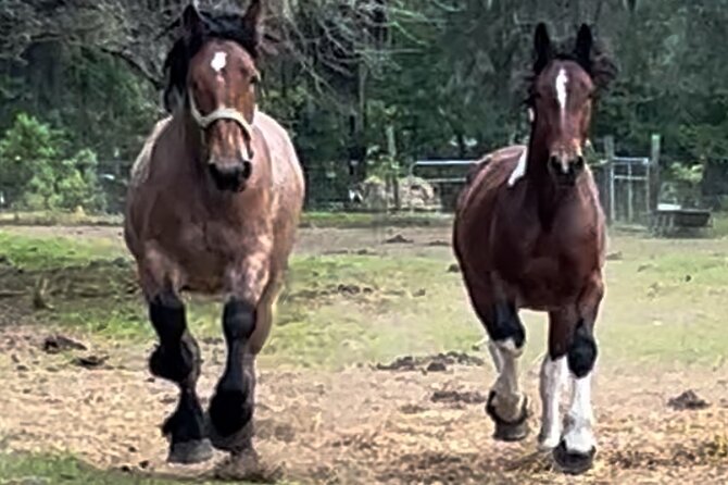 Horse Drawn Daytime Group Narrated Historic Overview Tour - The Experience of a Horse-Drawn Carriage Ride in Savannah
