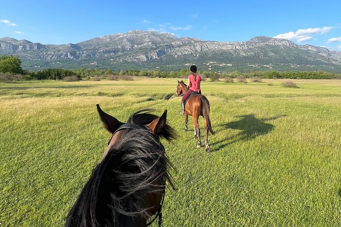 Horseback Riding Experience with transport from Dubrovnik - Well-Cared-For Horses and Warm Hospitality