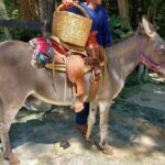 Horseback Riding Tour at Rancho Bonanza and Cenote Swim - Swimming in a Natural Cenote