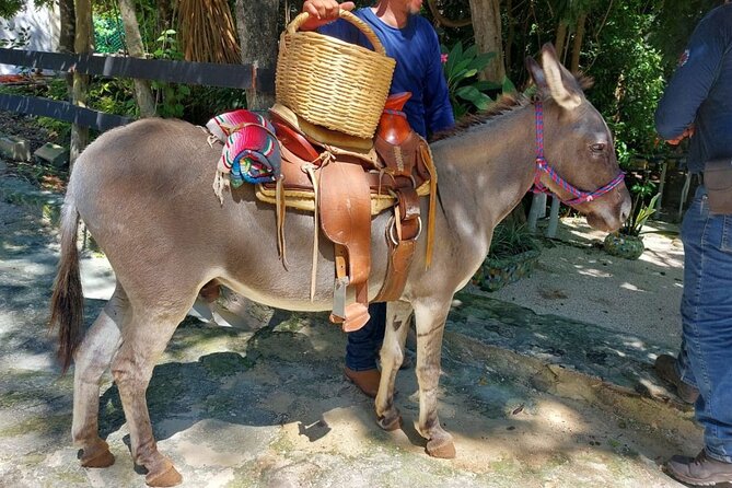 Horseback Riding Tour at Rancho Bonanza and Cenote Swim - Swimming in a Natural Cenote