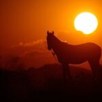 Horseback Riding Tour in Cappadocia ( Include Transfer ) - The Quality of Horses and Safety Measures