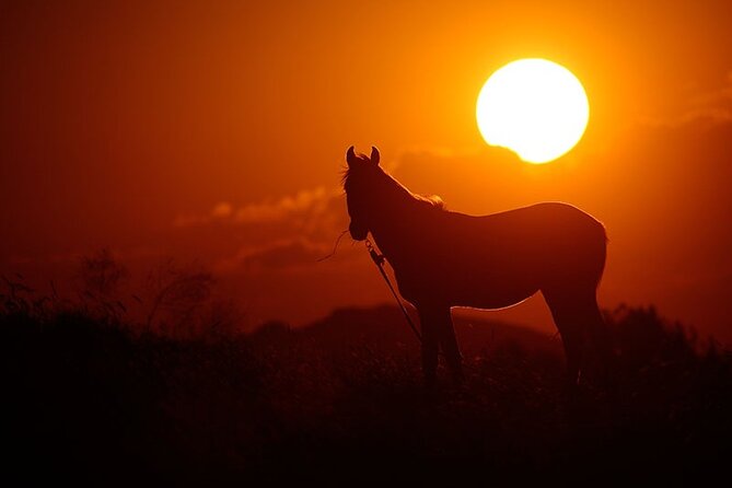 Horseback Riding Tour in Cappadocia ( Include Transfer ) - The Quality of Horses and Safety Measures