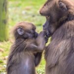 Howletts Day Ticket - Key Animal Highlights: Elephants, Gorillas, and Tigers