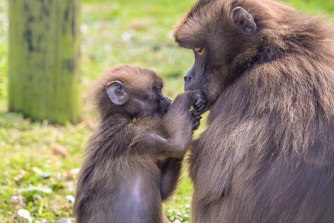 Howletts Day Ticket - Key Animal Highlights: Elephants, Gorillas, and Tigers