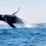 Huatulco: Awakening with Stars Dolphins Boat Cruise - Marine Wildlife Encounters: Dolphins, Turtles, and Manta Rays