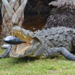 Huatulco: Ecotour with Crocodiles & migrating birds - Journey Through Ventanilla Natural Reserve and Mangroves