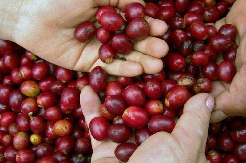 Huatulco: Local Coffee Tasting and Cultural Experience - Starting at Santa Maria Huatulco’s Ayuntamiento