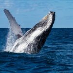 Huatulco: Marine mammal sighting and snorkeling - Starting Point and Duration of the Huatulco Tour