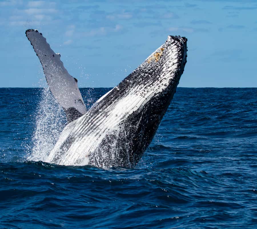 Huatulco: Marine mammal sighting and snorkeling - Starting Point and Duration of the Huatulco Tour