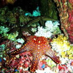 Huatulco: Premium Family Snorkeling Experience - Convenient Pickup from Huatulco Hotels