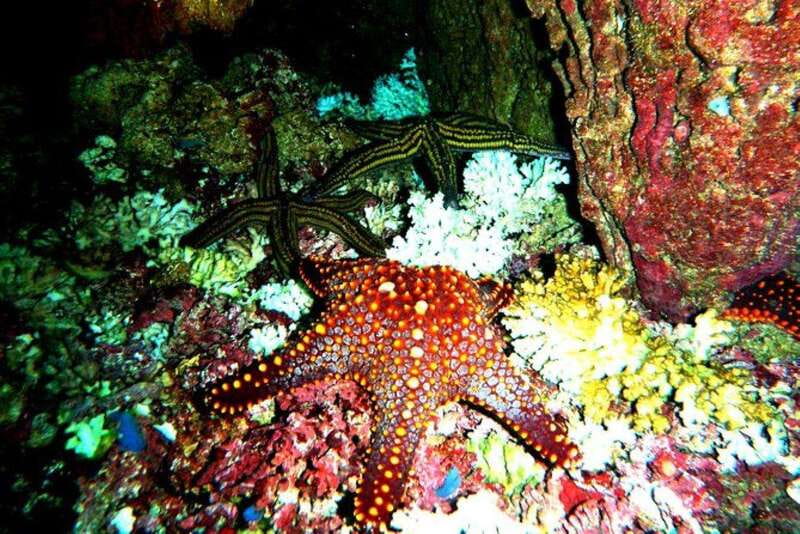 Huatulco: Premium Family Snorkeling Experience - Convenient Pickup from Huatulco Hotels