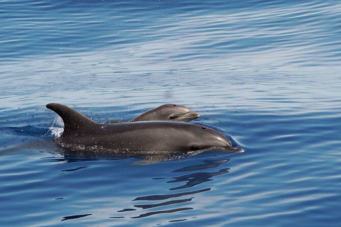 Huatulco Whale & Dolphin Adventures - What Marine Life Can Be Seen on This Huatulco Tour?