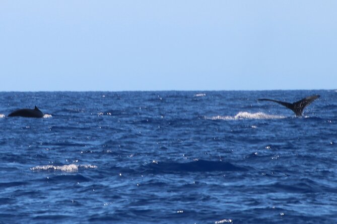 Humpback Whale and Dolphin Watch in Kona - Seasonal Timing and Best Wildlife Sightings