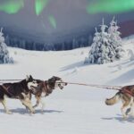 Hunting Northern Lights with Husky - Warm Drinks and Relaxing Amenities in the Forest or Lakeside