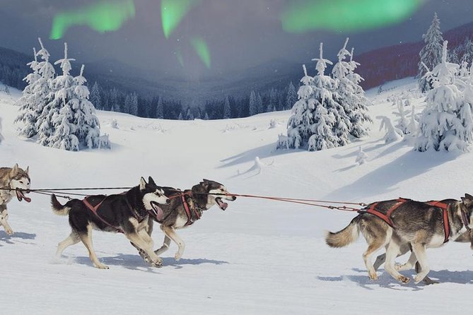 Hunting Northern Lights with Husky - Warm Drinks and Relaxing Amenities in the Forest or Lakeside