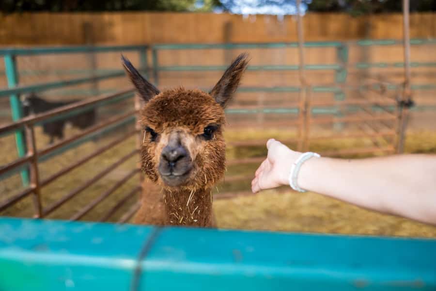 Hurricane, Utah: Guided Farm Tour with Animal Feeding - What the 50-Minute Guided Tour Includes