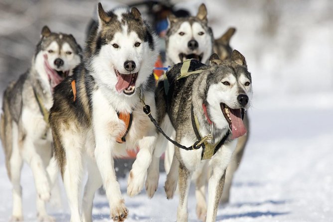 Husky Dog Sledding Tour From Riga - Meet and Greet with Your Husky Dog Team in Salaspils