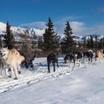 Husky Ride Private Tour from Krakow - The Husky Dog Ride Experience in Zakopane