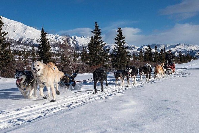 Husky Ride Private Tour from Krakow - The Husky Dog Ride Experience in Zakopane