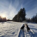 Husky Sledding Tour - What Makes the Husky Sledding Experience Unique in Vistträsk?