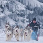 Husky Sleigh Rides experience - The Unique Charm of Siberian Huskies in the Tour