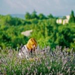 Hvar Lavender Small Group Tour - Exploring Velo Grablje and Lavender Cheesecake Tasting