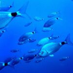 Ibiza: Beach and Cave Snorkeling Tour by Boat - Departing from San Antonio Port for a Scenic Boat Ride