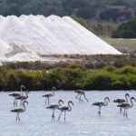 Ibiza Island Tour: Punta Arabi Local Market - Free Time in Portinatx, San Miguel, or Cala San Vicente