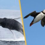 Iceland Super Saver: Puffin Cruise plus Whale-Watching Tour from Reykjavik - Whale-Watching from Reykjavik: Options and Schedules