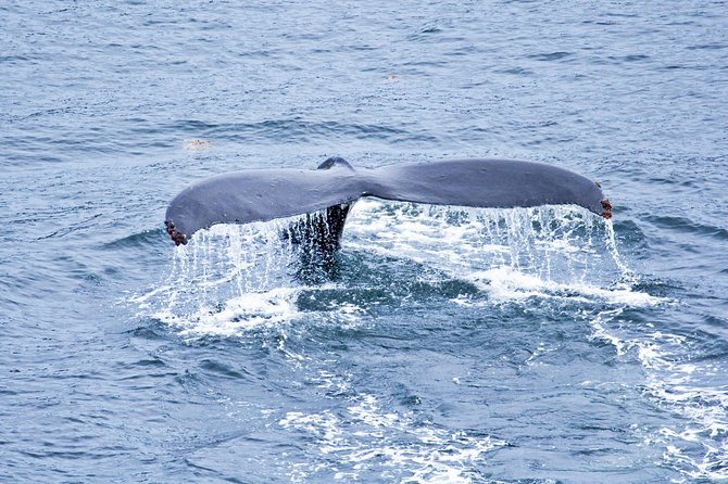Icy Strait Shore Excursion: Whale Watching Adventure Tour - Convenient Pickup at Icy Strait Point