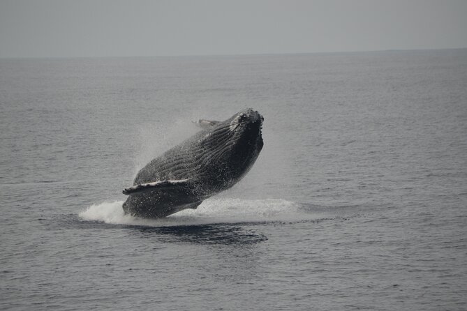 'Imiloa Express Whale Watch and Cocktail Tour - Expert Guidance from a Coast Guard Licensed Captain