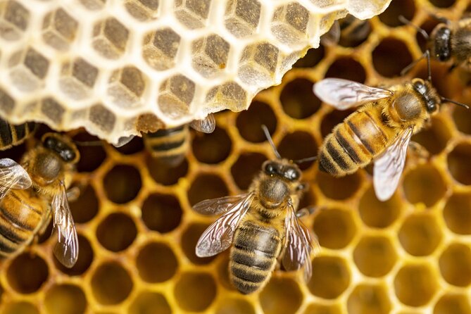 Immersion in the Life of a Hive and its Sacred Bees - The Unique Setting in Provence’s Alpilles