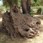 In Crete Discover the miracle of Olive Oil and Organic Fruits - Exploring Traditional Olive Oil Mills in Vryses